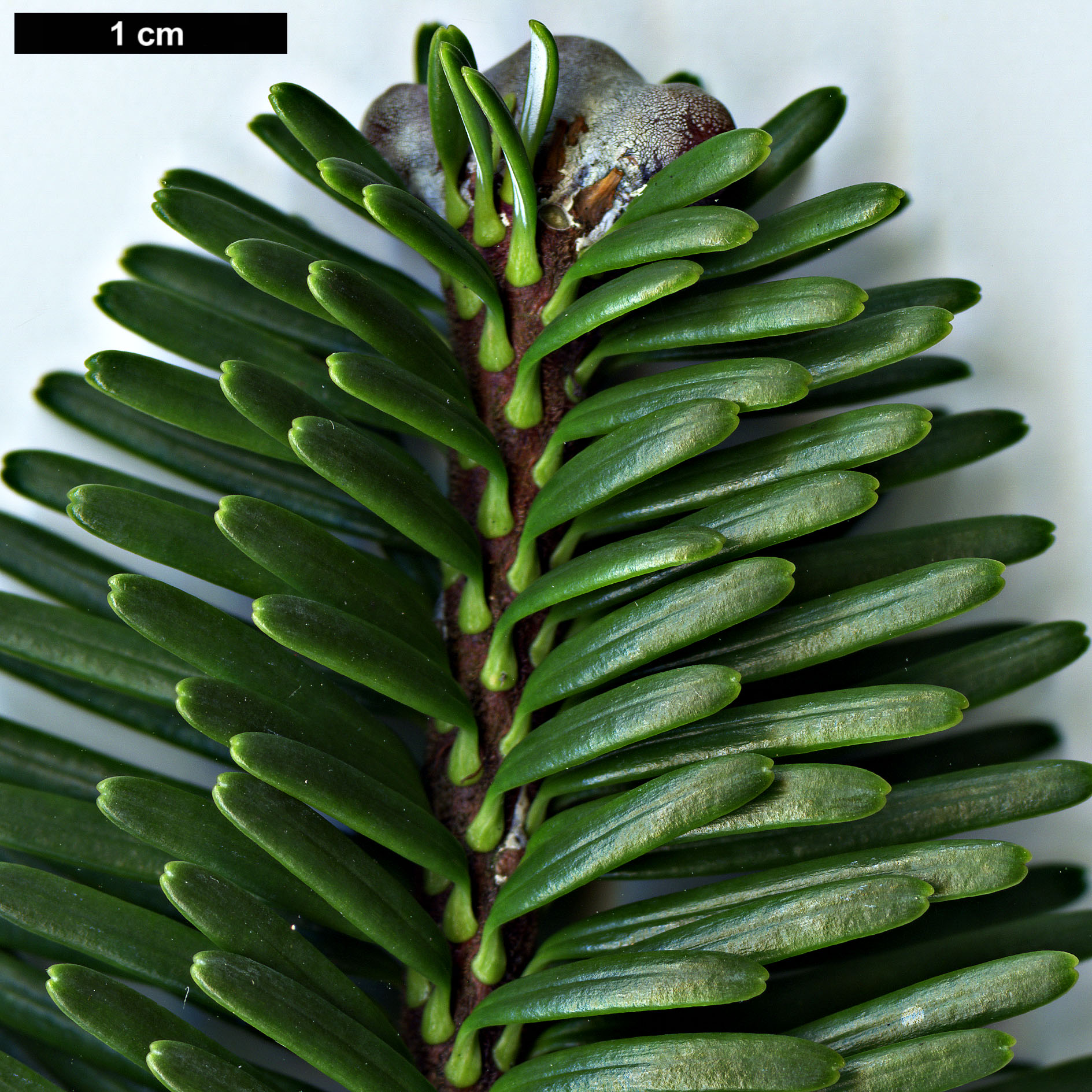 High resolution image: Family: Pinaceae - Genus: Abies - Taxon: forrestii - SpeciesSub: var. georgei